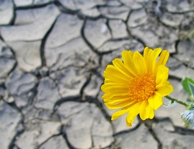 Resilienza: trasformare un fallimento in opportunità