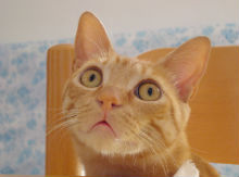 La strange situation: l’attaccamento e la qualità della relazione